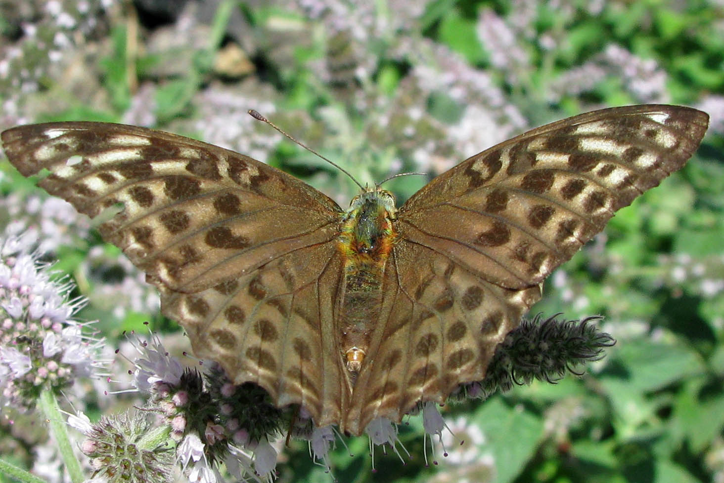 Argynnis paphia